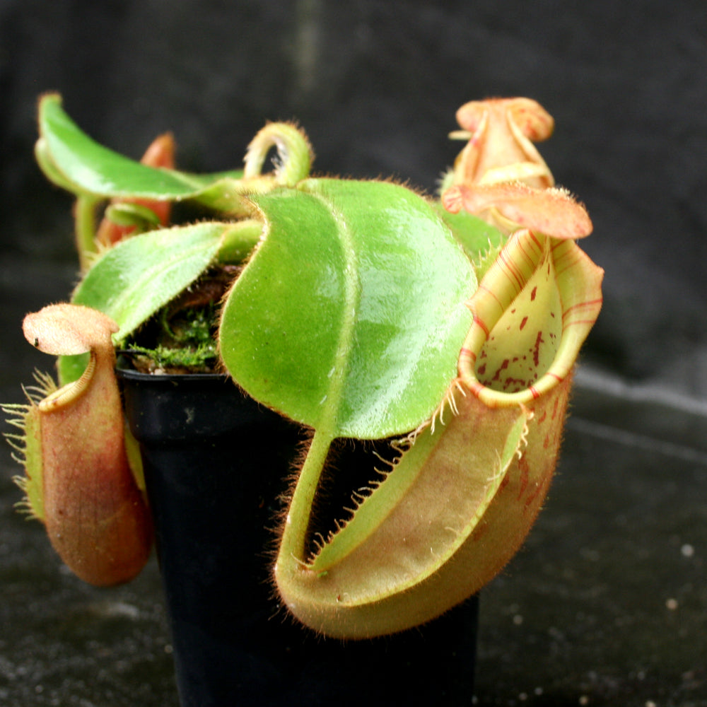 
                      
                        Nepenthes veitchii (Akazukin x Bareo striped)
                      
                    