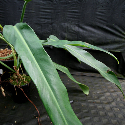 Philodendron sp. 5 with long glossy green leaves in a pot