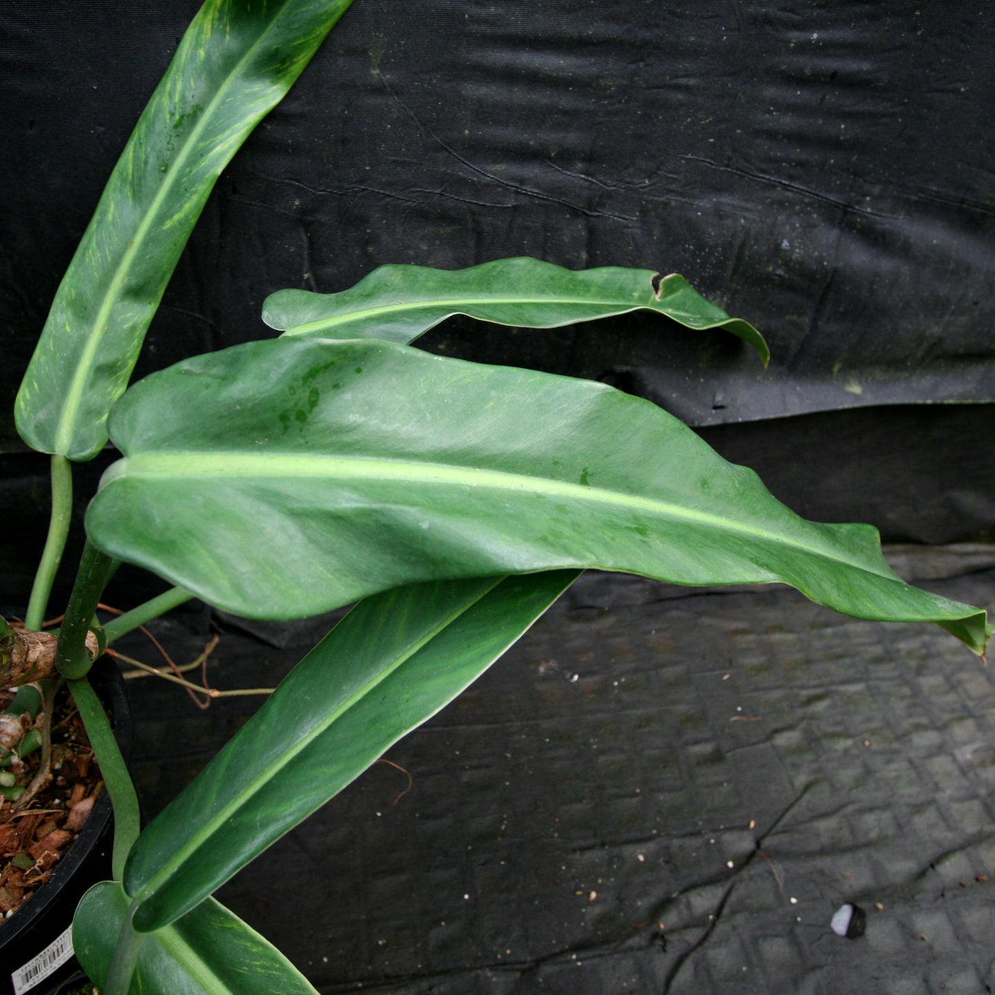 philodendron sp. papua new guinea Philodendron sp. 5 – Carnivero