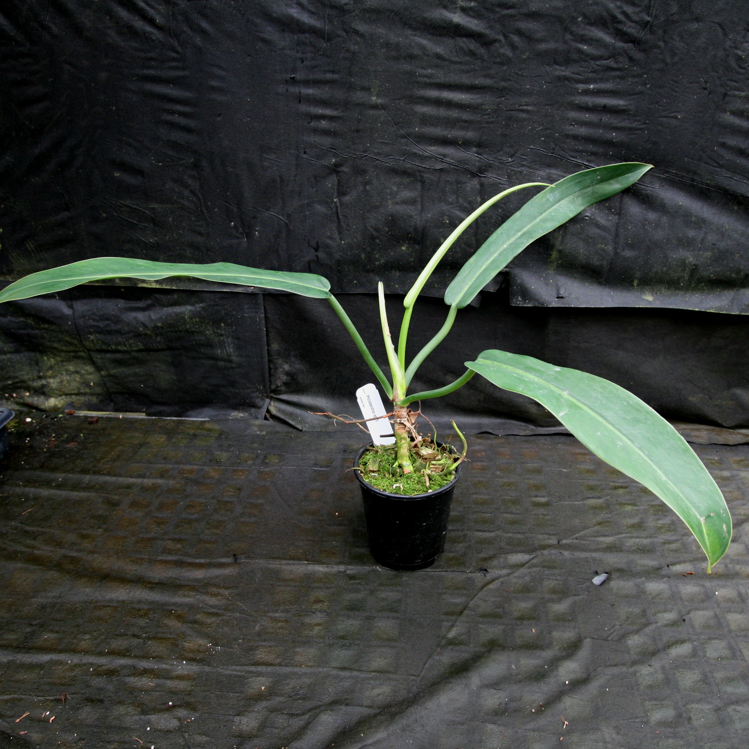 Philodendron sp. 5 – Carnivero