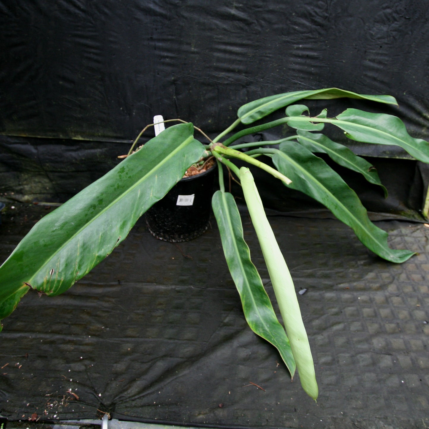 philodendron leopoldina Philodendron sp. 5 – Carnivero
