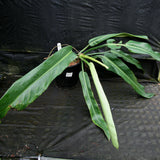 Philodendron sp. 5
