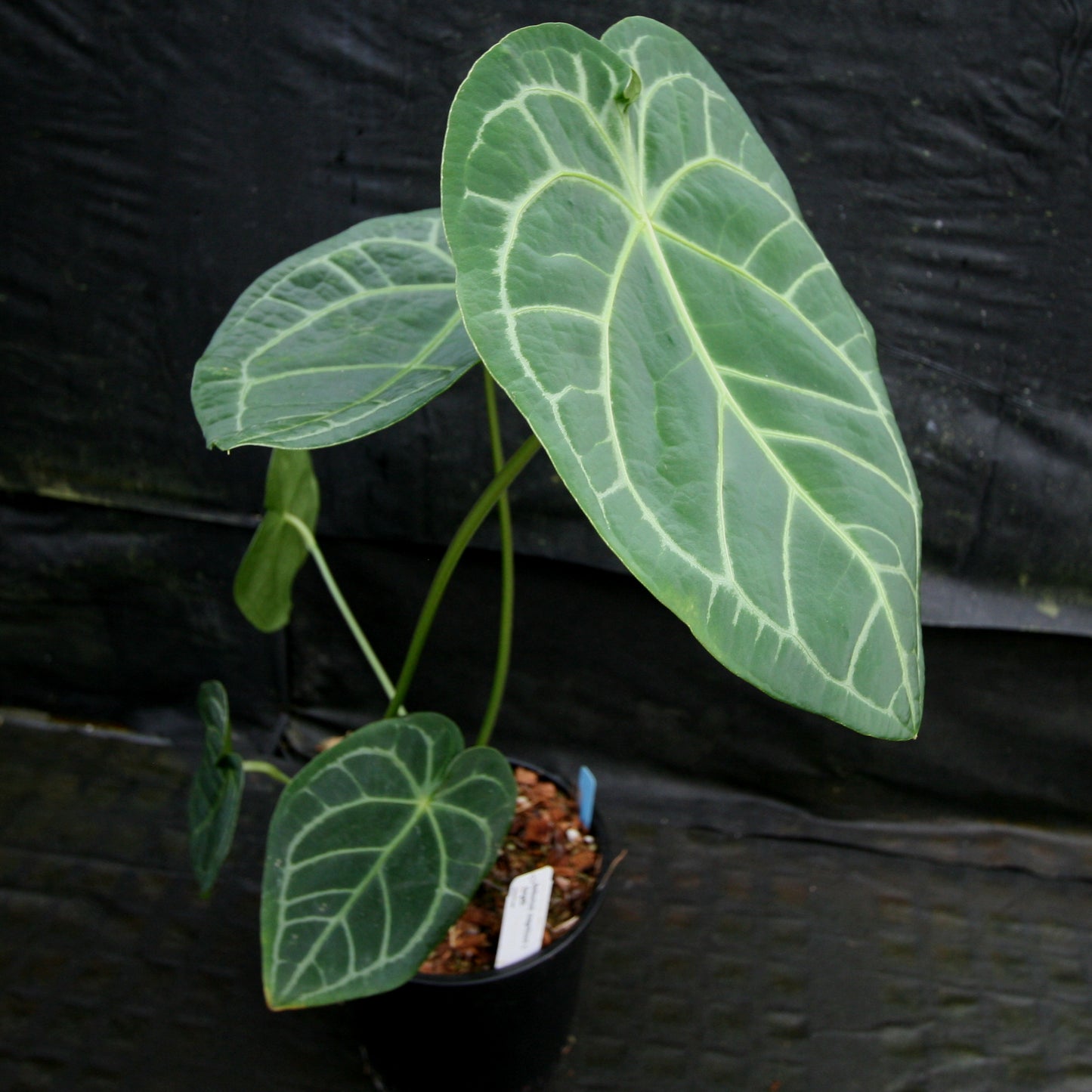 anthurium warocqueanum x forgetii Anthurium magnificum x forgetii – Carnivero