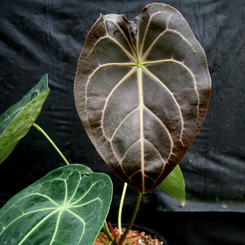 Dark velvety heart shaped leaf with pale veins from Anthurium magnificum x forgetii
