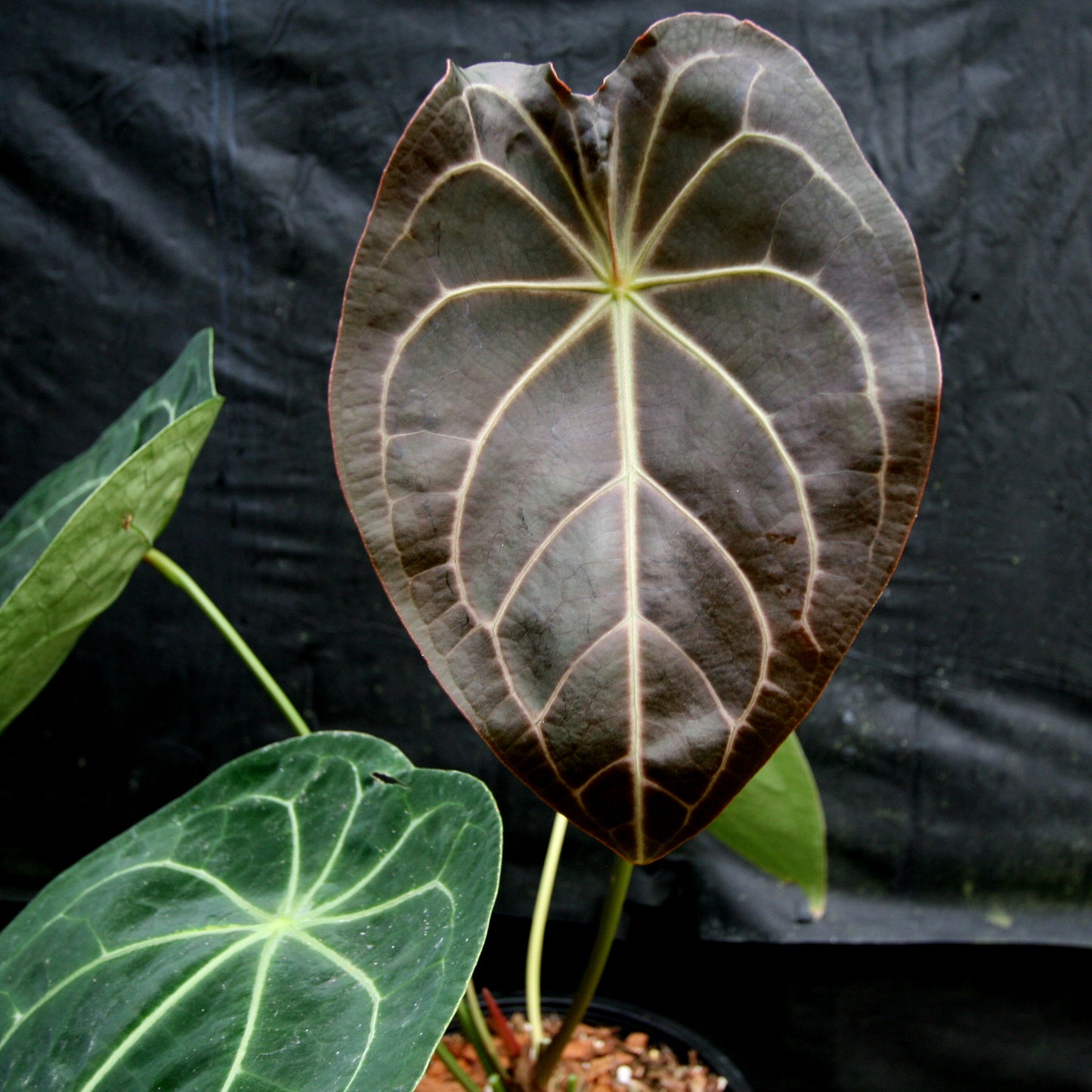 anthurium zig zag Anthurium magnificum x forgetii – Carnivero