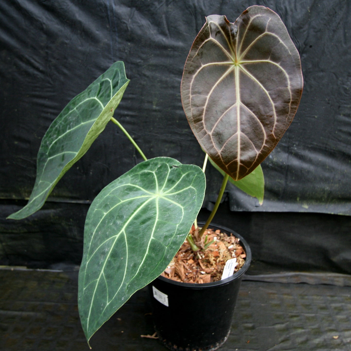 anthurium magnificum x forgetii Anthurium magnificum x forgetii – Carnivero