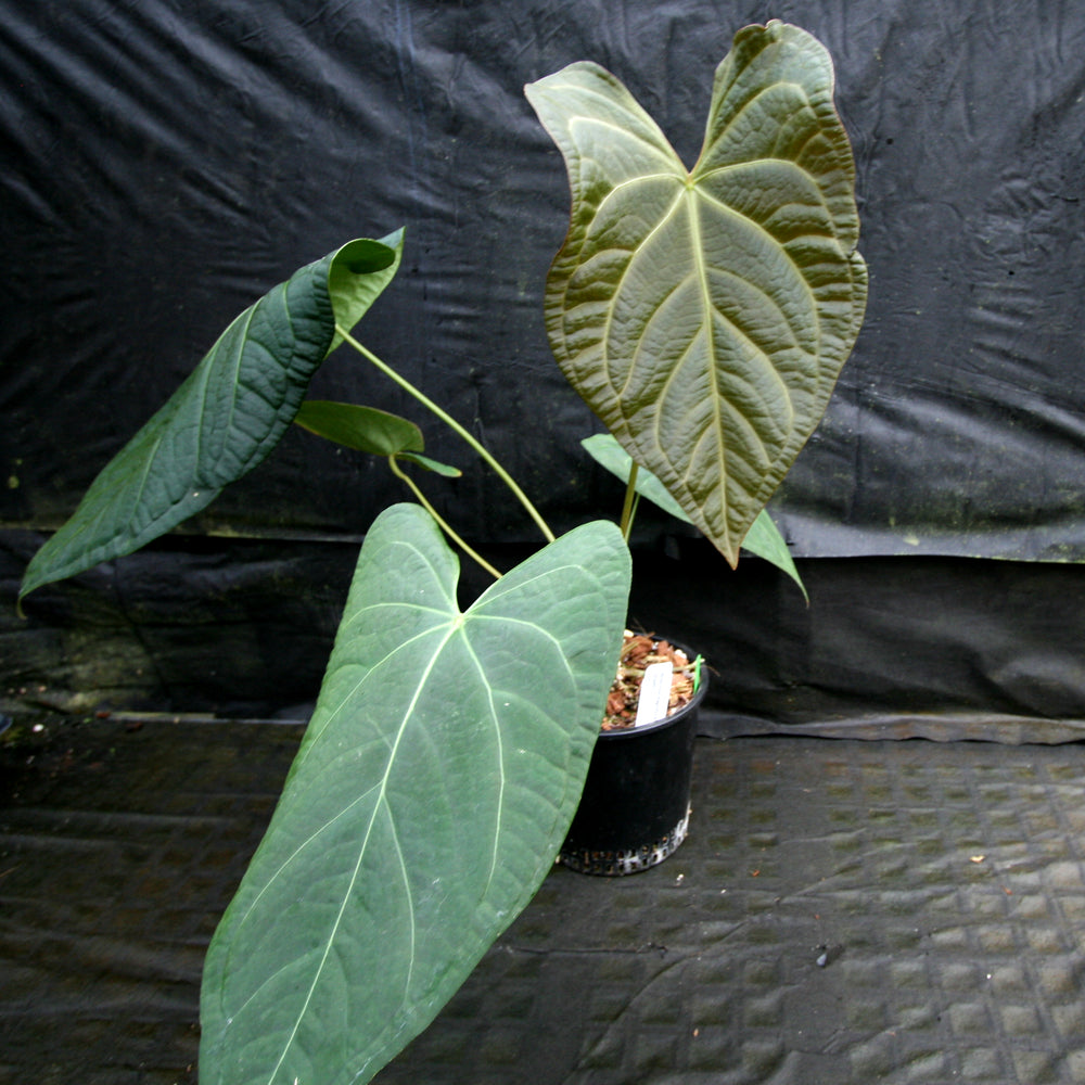
                      
                        Anthurium magnificum x forgetii
                      
                    