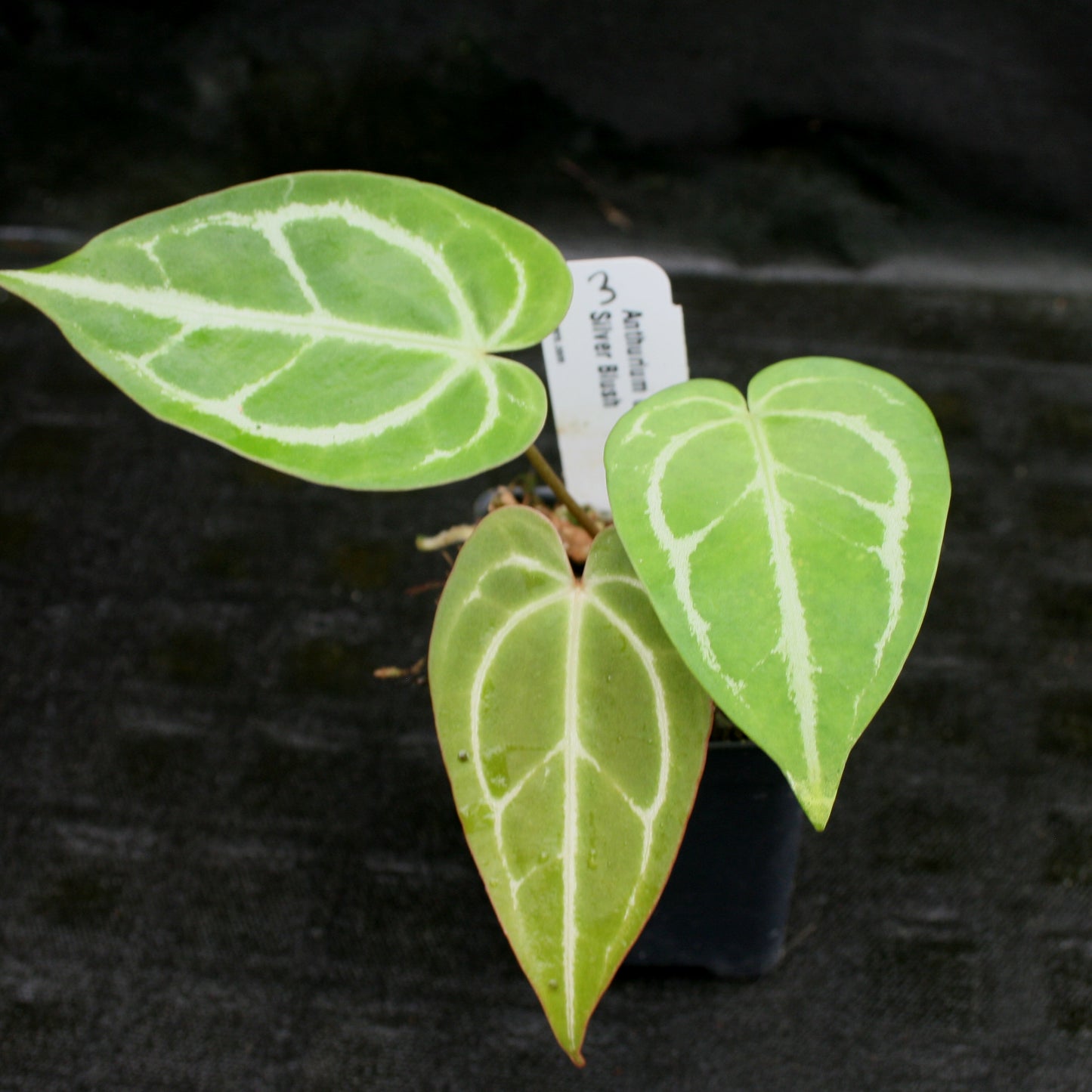 anthurium silver Anthurium crystallinum "Silver Blush" – Carnivero