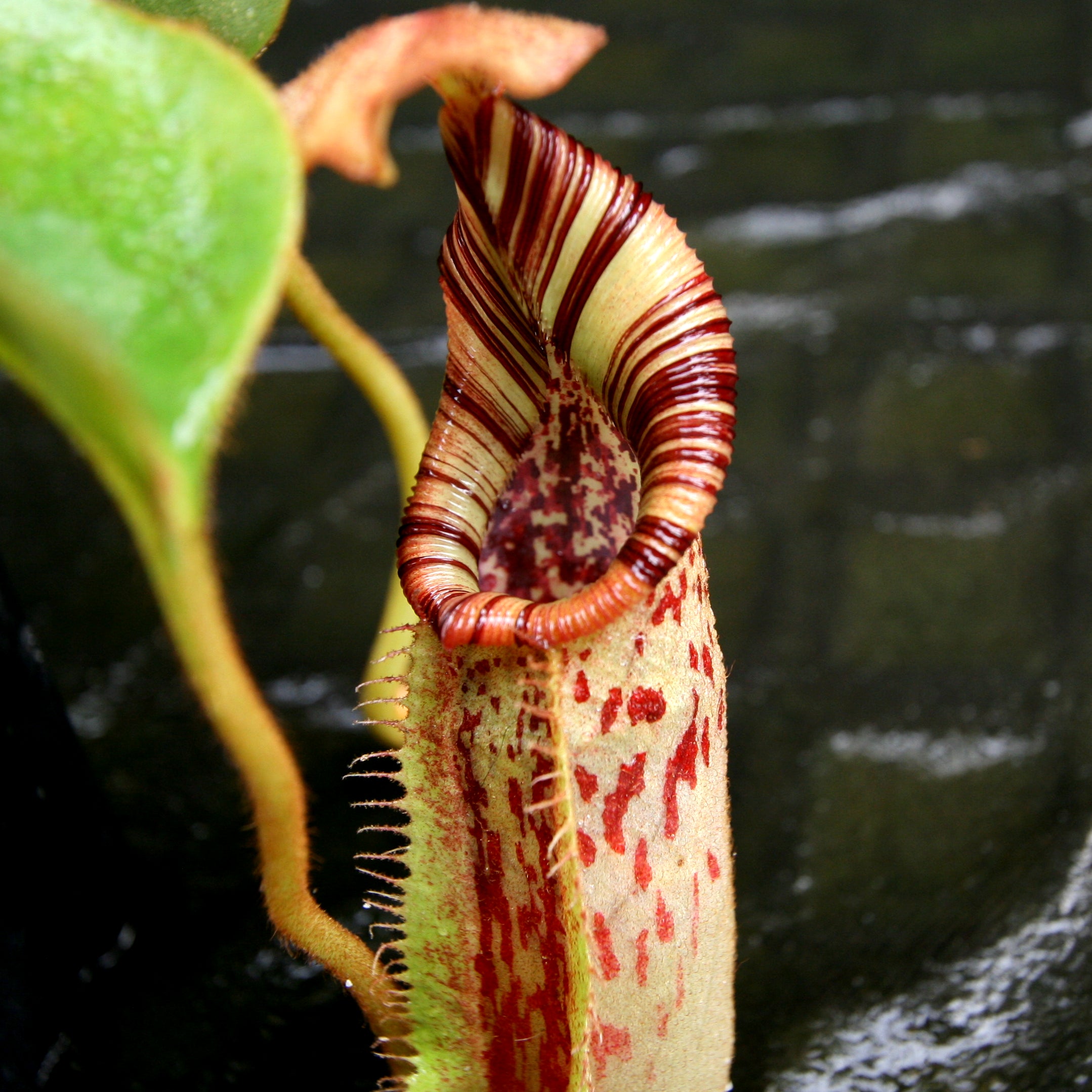 Nepenthes robcantleyi x mollis – Carnivero