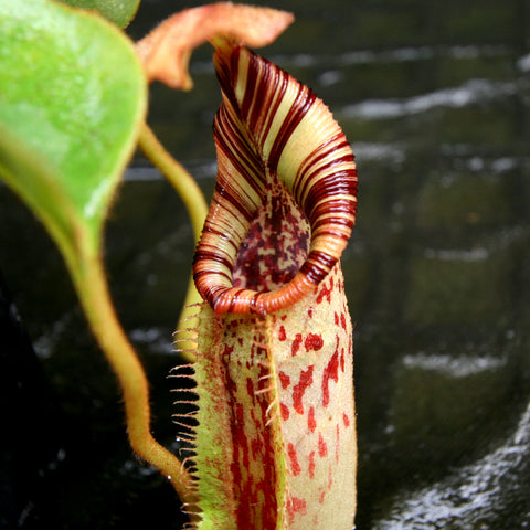 Close up of a Nepenthes robcantleyi x mollis pitcher with bold red and ivory striped peristome