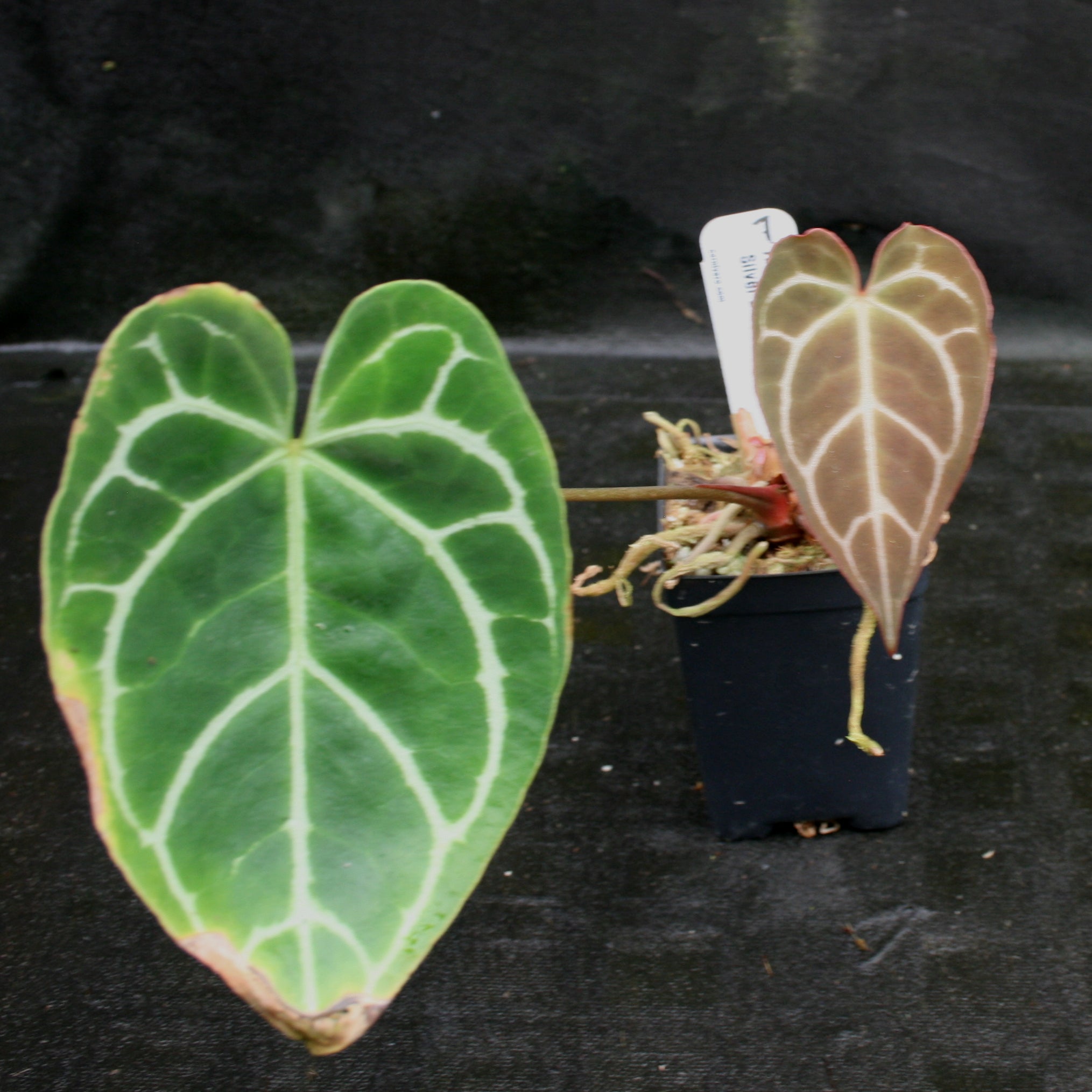 Anthurium crystallinum 