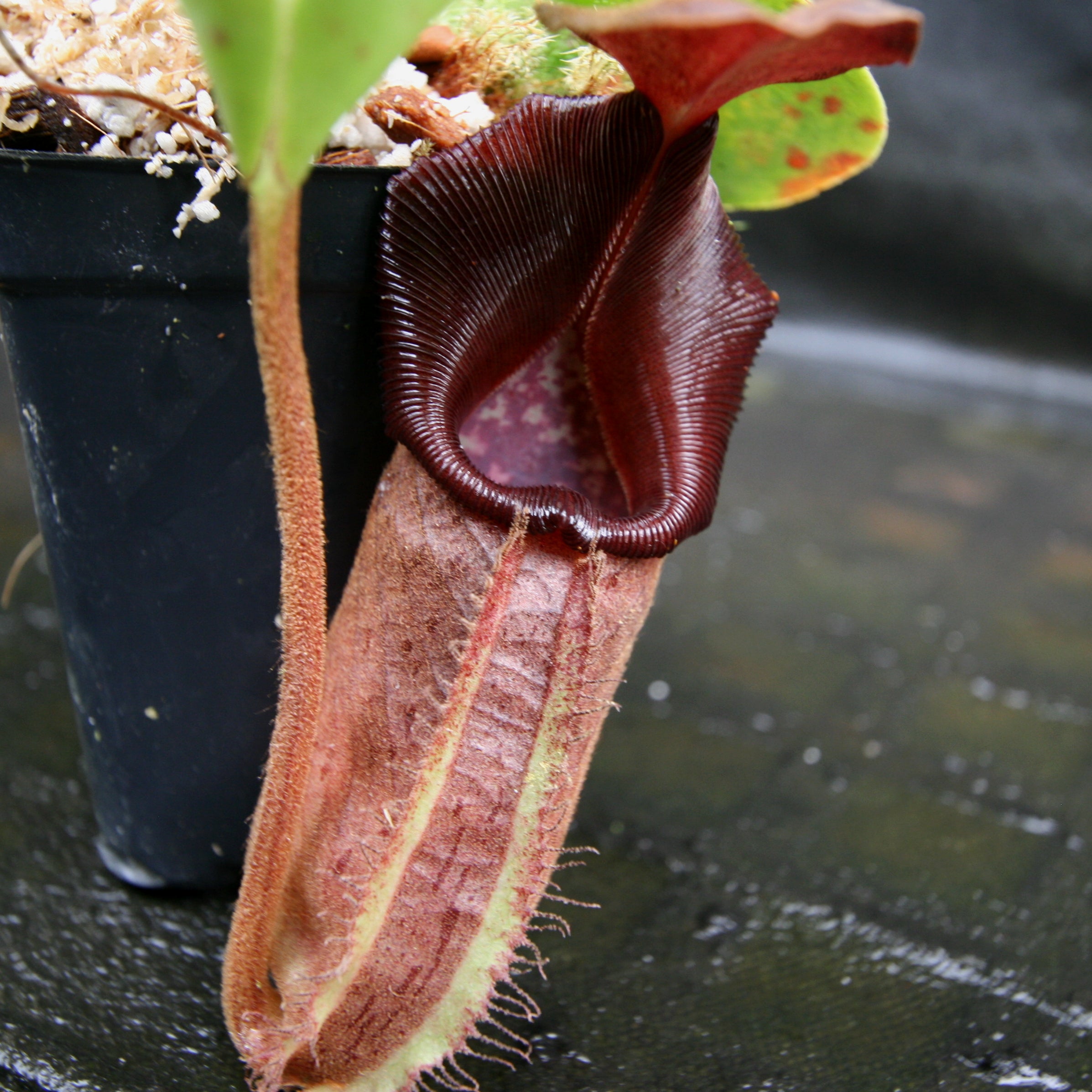 Nepenthes robcantleyi (nebularum) – Carnivero