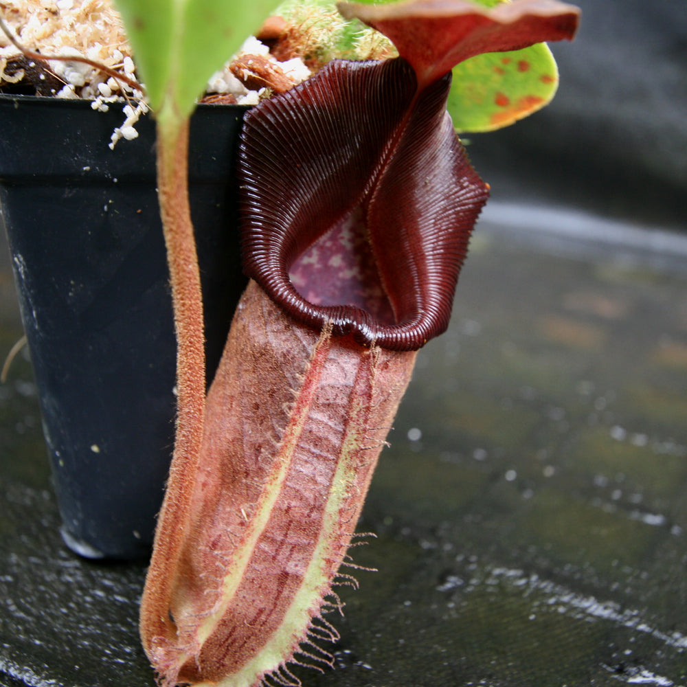 
                      
                        Nepenthes robcantleyi/nebularum
                      
                    