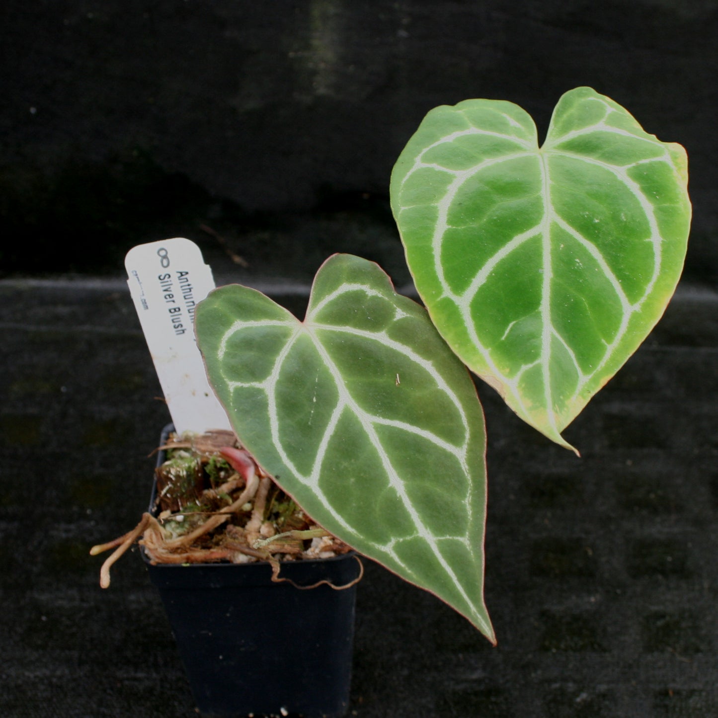 anthurium clarinervium silver Anthurium crystallinum "Silver Blush" – Carnivero