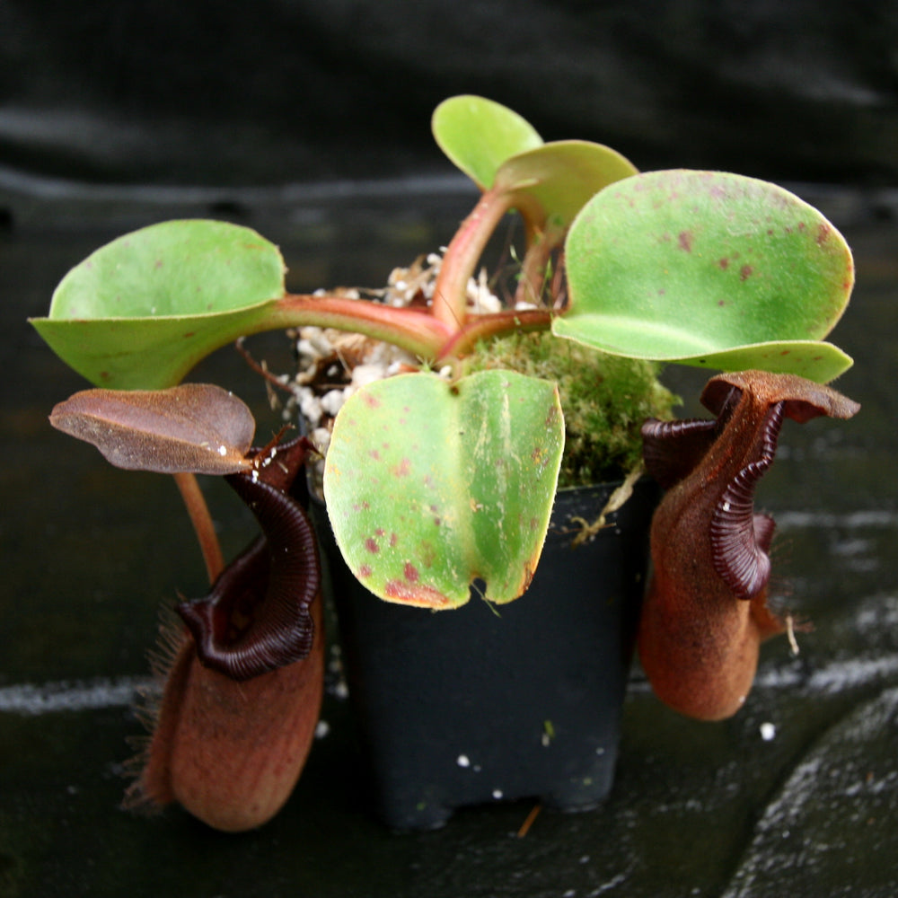 
                      
                        Nepenthes robcantleyi/nebularum
                      
                    