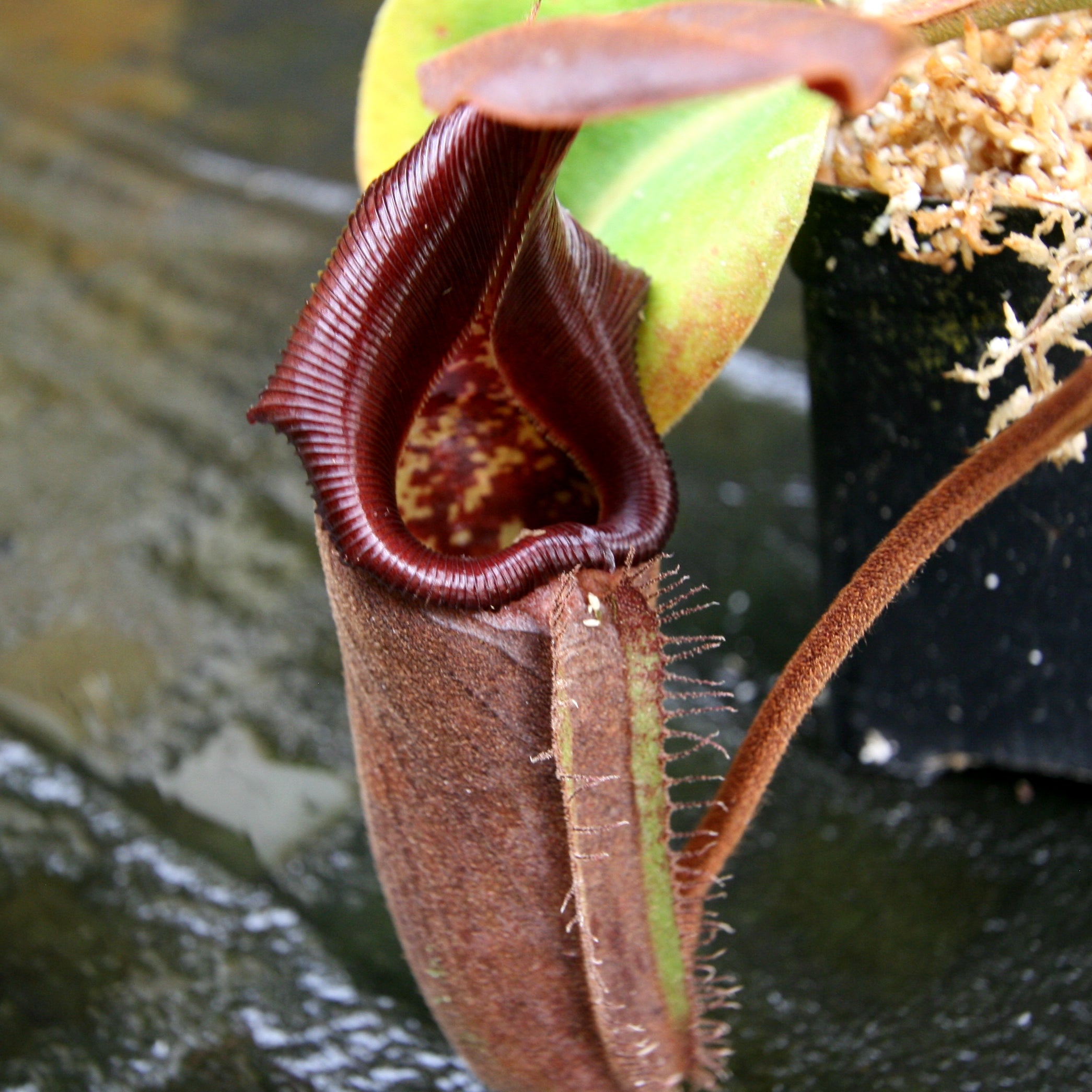 Nepenthes robcantleyi (nebularum) – Carnivero
