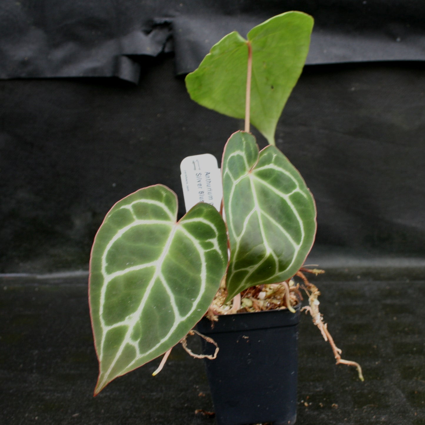 silver blush anthurium Anthurium crystallinum "Silver Blush" – Carnivero