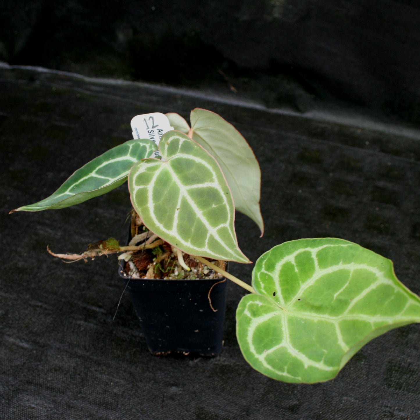 anthurium baby white Anthurium crystallinum "Silver Blush" – Carnivero
