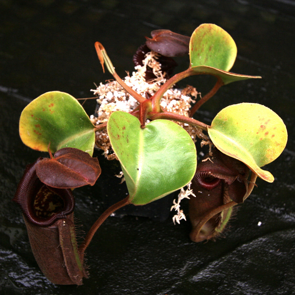 
                      
                        Nepenthes robcantleyi/nebularum
                      
                    