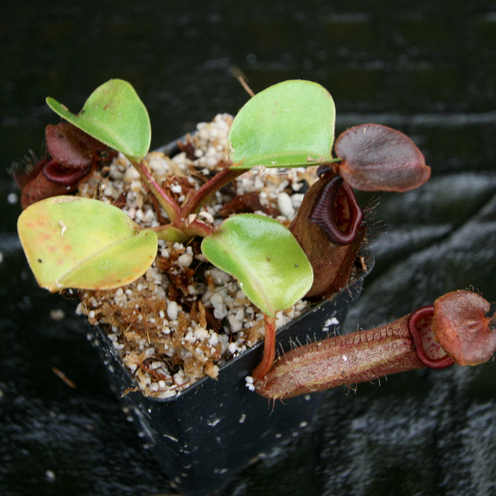 
                      
                        Nepenthes robcantleyi/nebularum
                      
                    