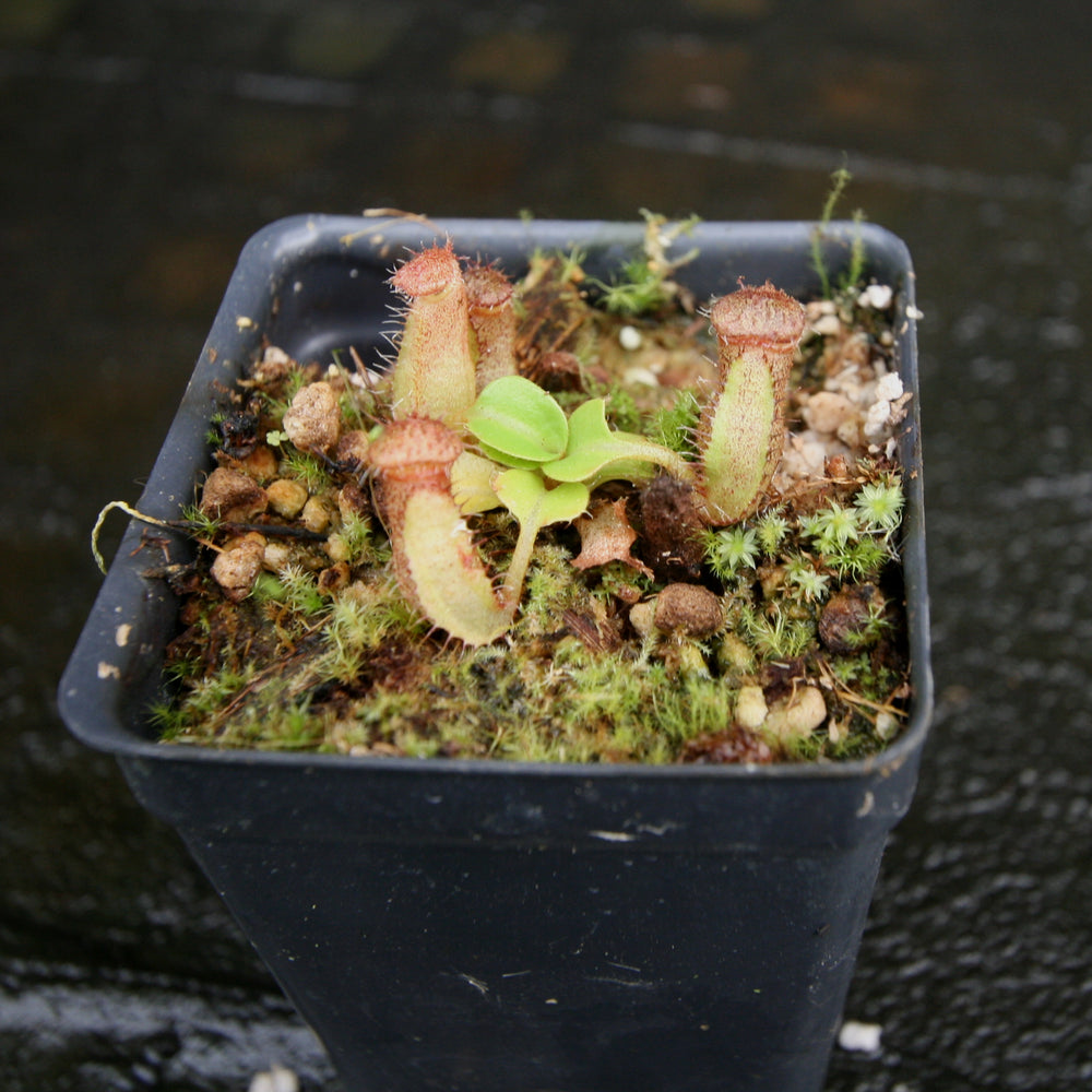 
                      
                        Nepenthes robcantleyi/nebularum
                      
                    