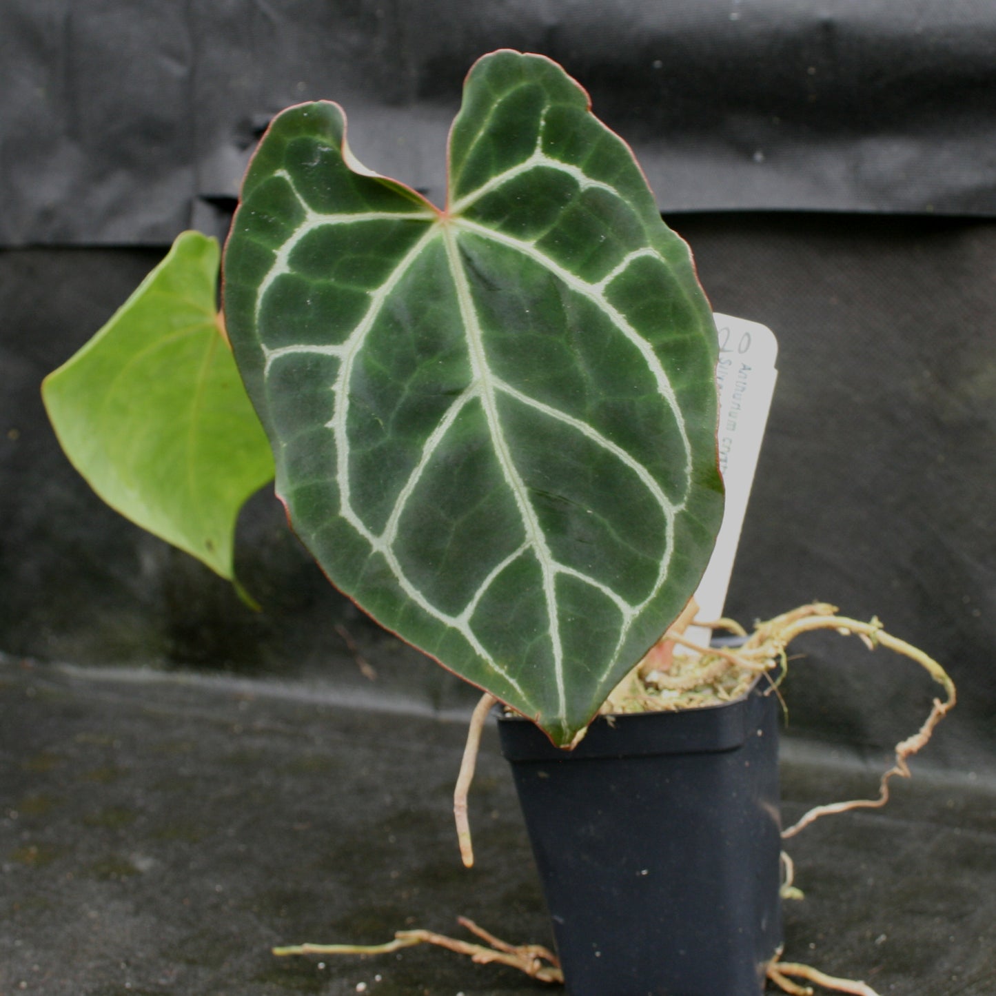 anthurium ruffles with silver Anthurium crystallinum "Silver Blush" – Carnivero