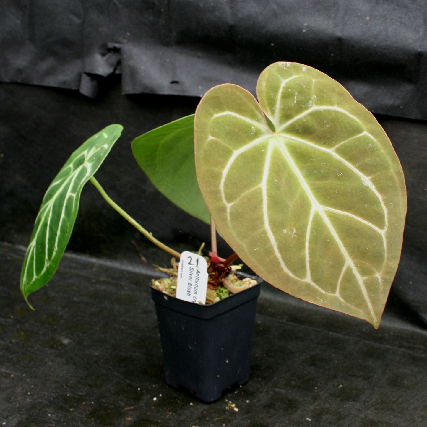 anthurium crystal blush Anthurium crystallinum "Silver Blush" – Carnivero
