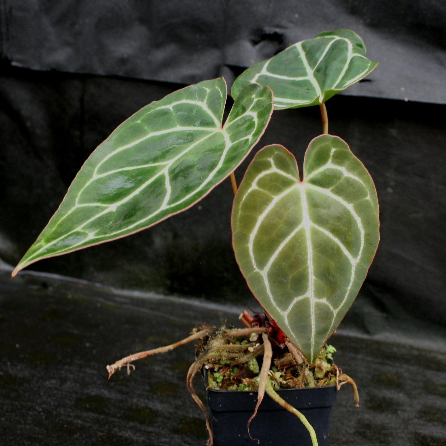 anthurium crystal sky Anthurium crystallinum "Silver Blush" – Carnivero
