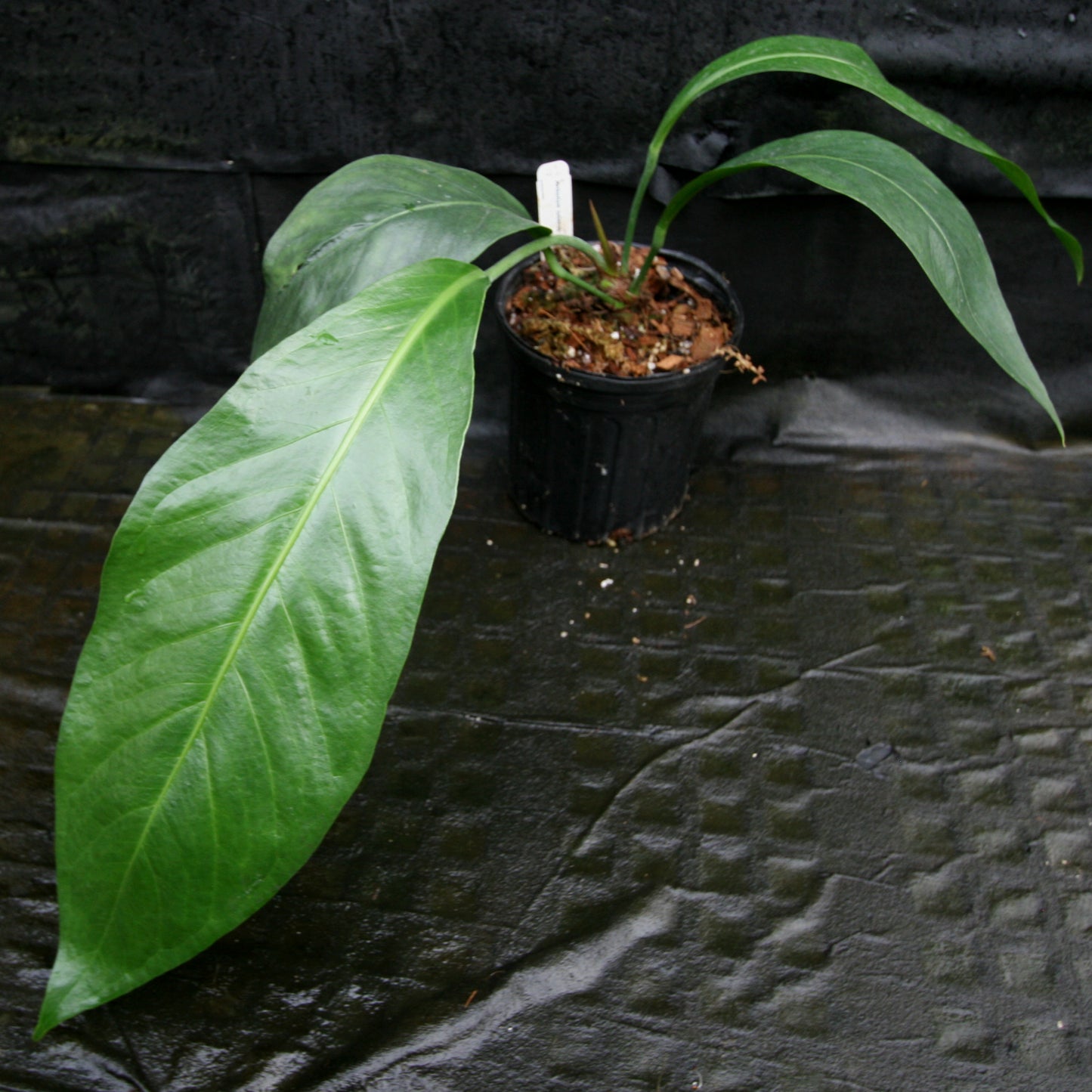 anthurium pendulifolium Anthurium cubense x pendulifolium (same cross as Big Bill) – Carnivero