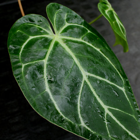 Glossy dark green Anthurium crystallinum leaf with pale silver venation.