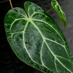 Anthurium crystallinum "Silver Blush"