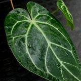 Anthurium crystallinum "Silver Blush"