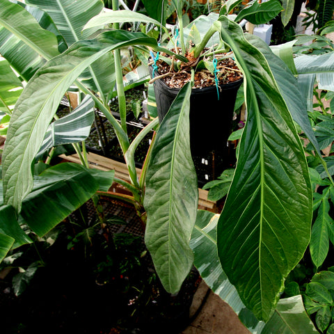 Anthurium cubense x pendulifolium plant with large glossy leaves in a hanging pot in a greenhouse