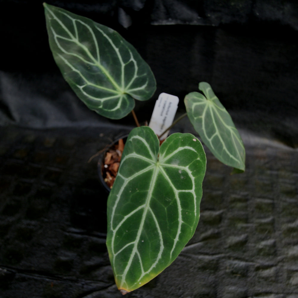 
                      
                        Anthurium magnificum x crystallinum
                      
                    