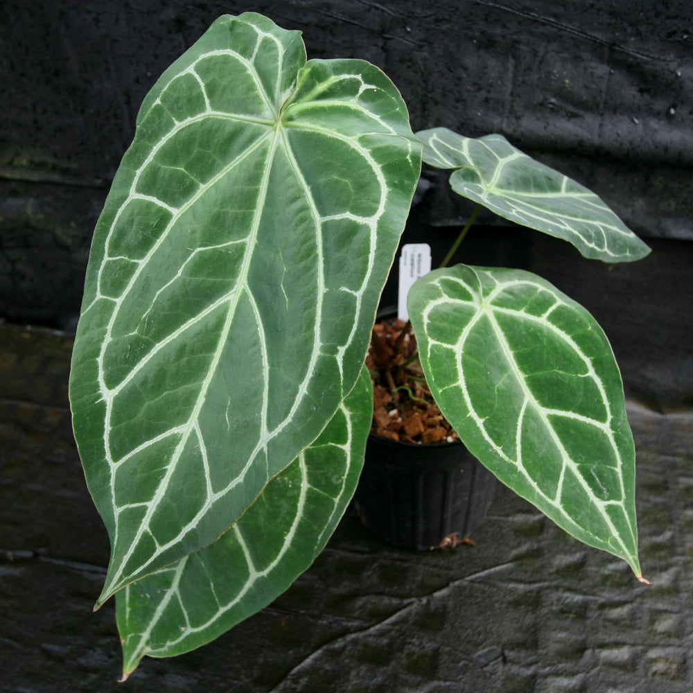 
                      
                        Anthurium magnificum x crystallinum
                      
                    