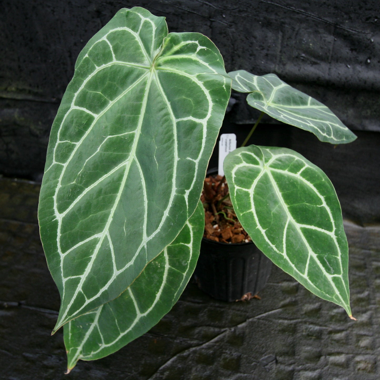 anthurium magnificum size Anthurium magnificum x crystallinum – Carnivero
