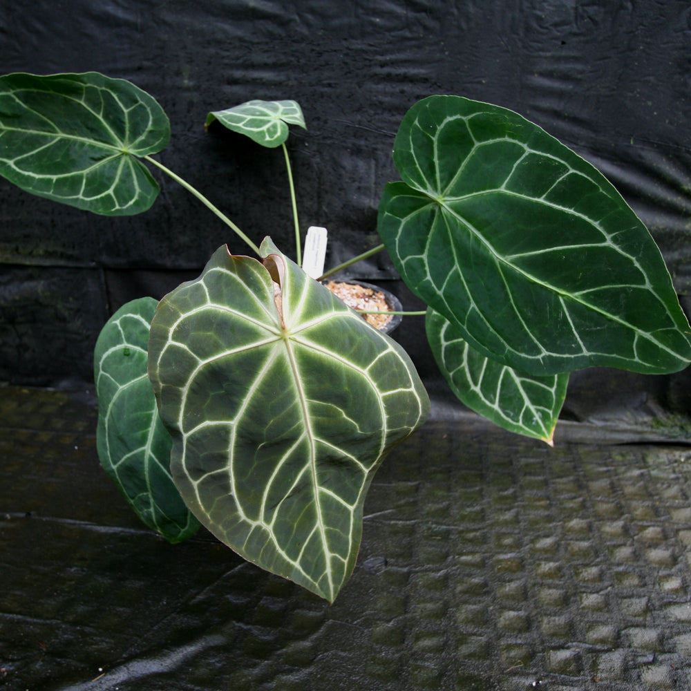 
                      
                        Anthurium magnificum x crystallinum
                      
                    
