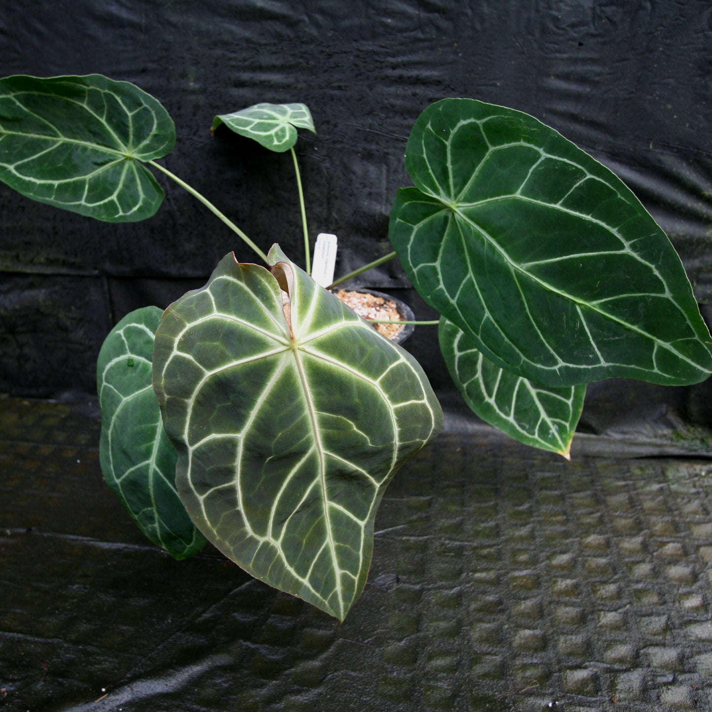 anthurium dark crystallinum x magnificum Anthurium magnificum x crystallinum – Carnivero