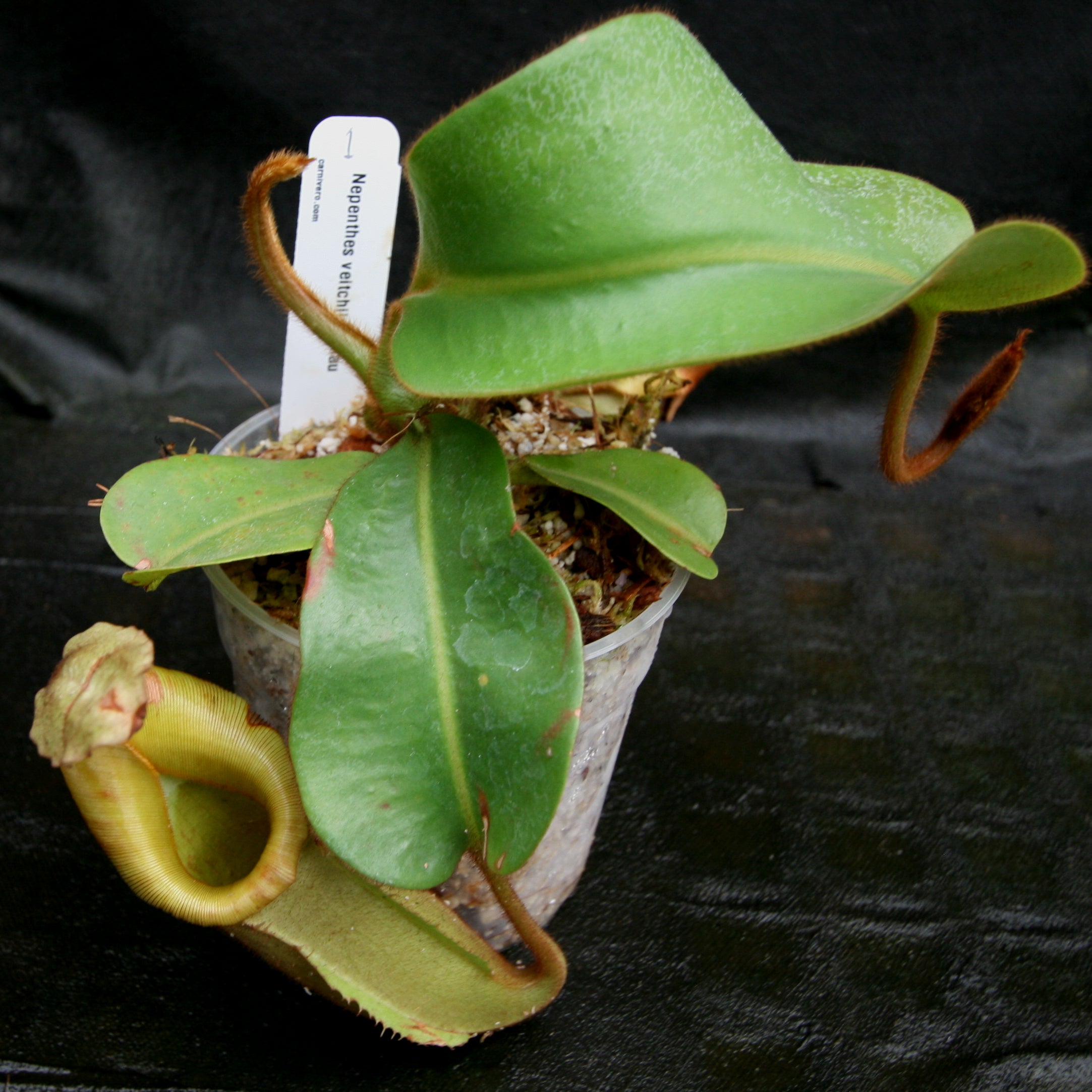 Nepenthes veitchii Maliau Basin – Carnivero