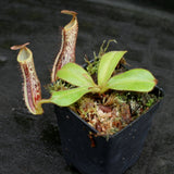 Nepenthes platychila