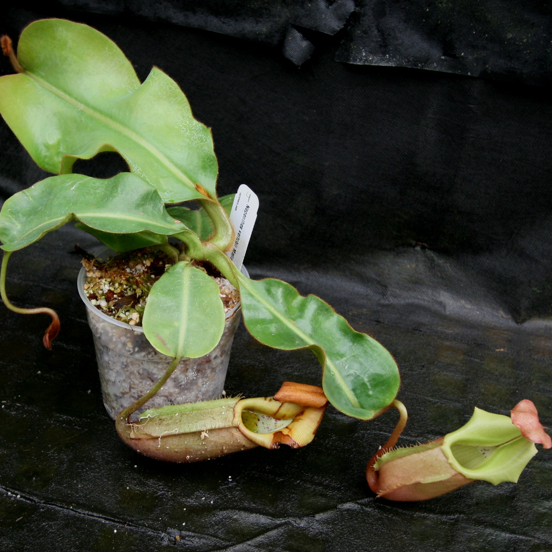 Nepenthes veitchii Maliau Basin – Carnivero