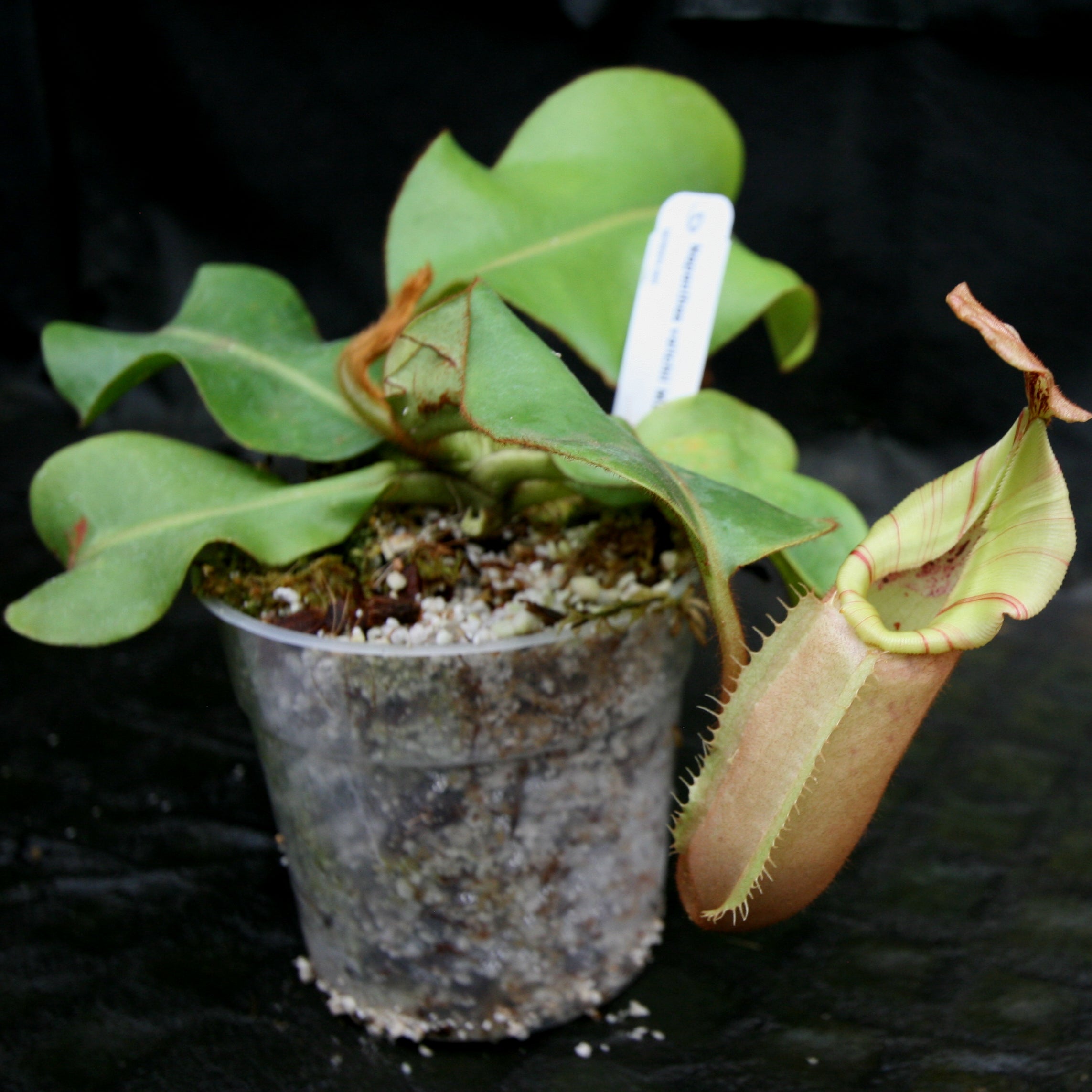 Nepenthes veitchii Maliau Basin – Carnivero