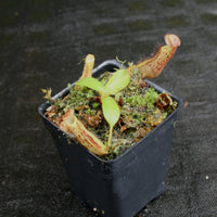 Nepenthes platychila