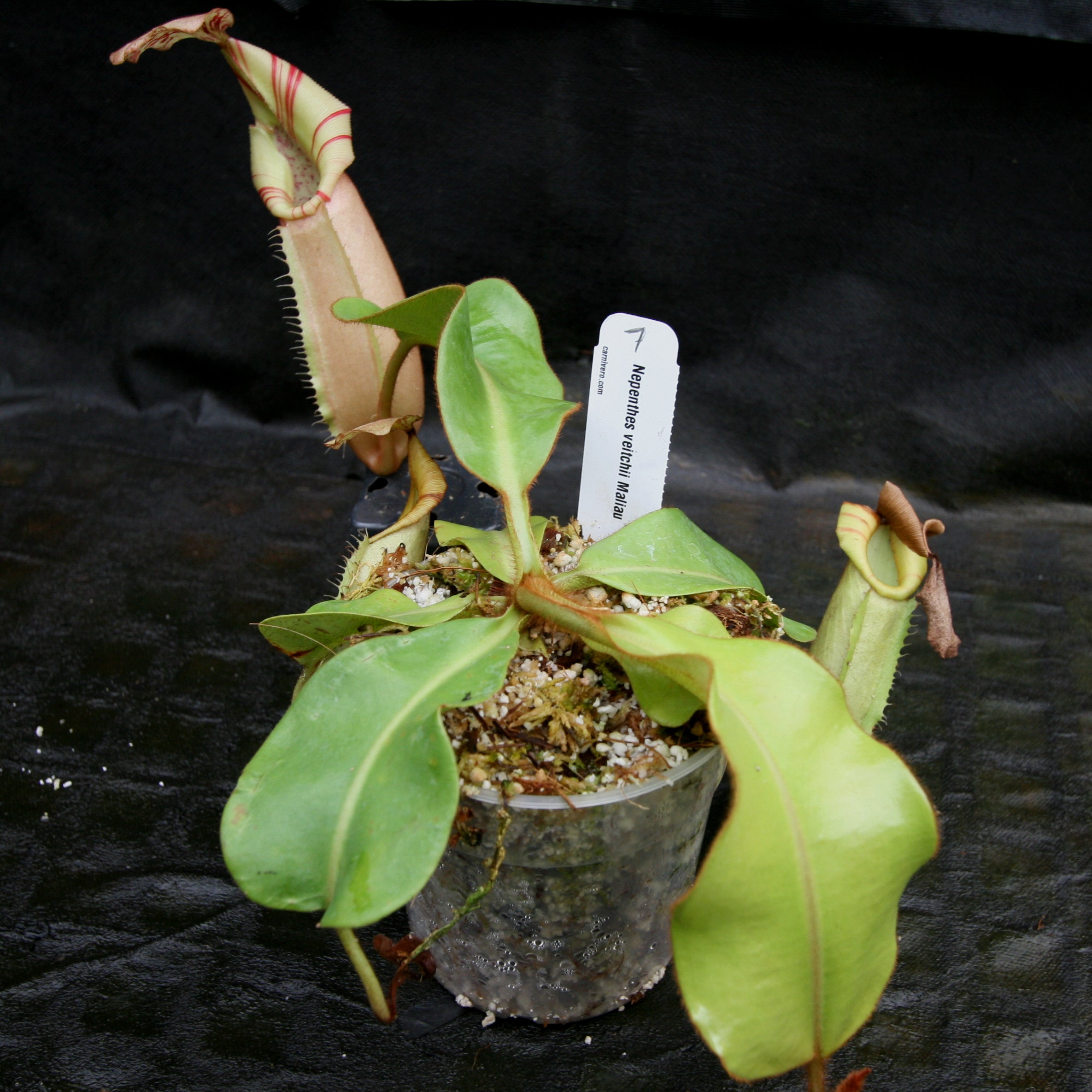 Nepenthes veitchii Maliau Basin – Carnivero