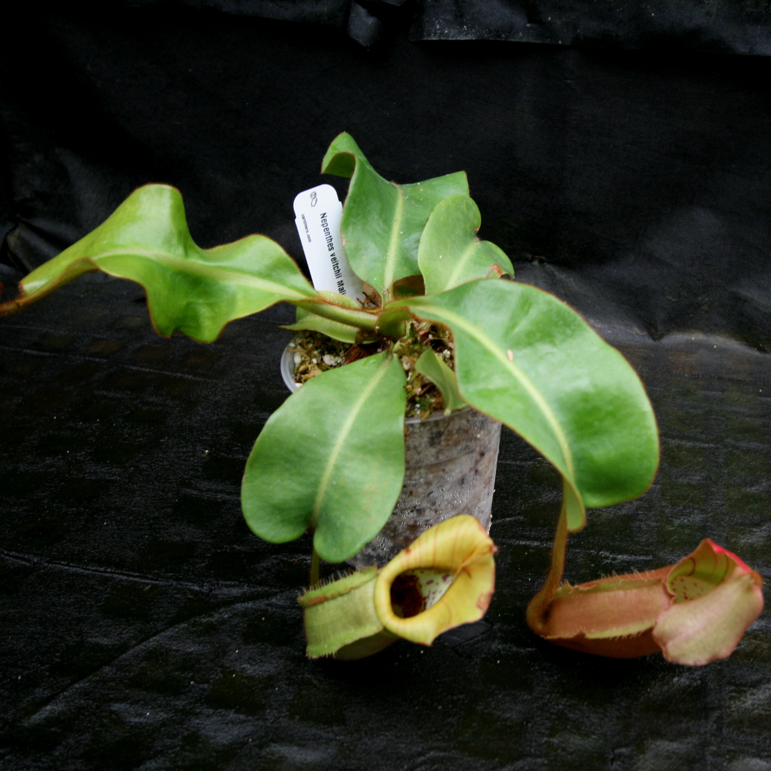Nepenthes veitchii Maliau Basin – Carnivero