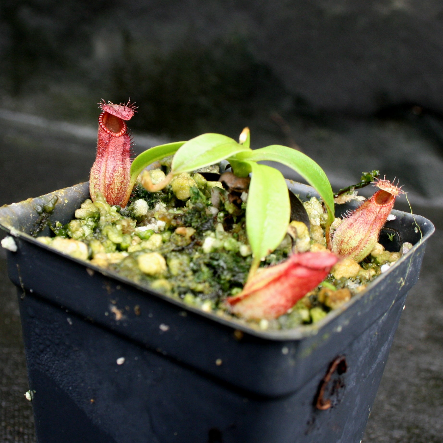 Nepenthes hamata (Tambusisi x Lumut), BE-4044 – Carnivero