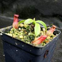 Nepenthes hamata (Tambusisi x Lumut), BE-4044, pitcher plant, carnivorous plant, collectors plant, large pitchers, rare plants 