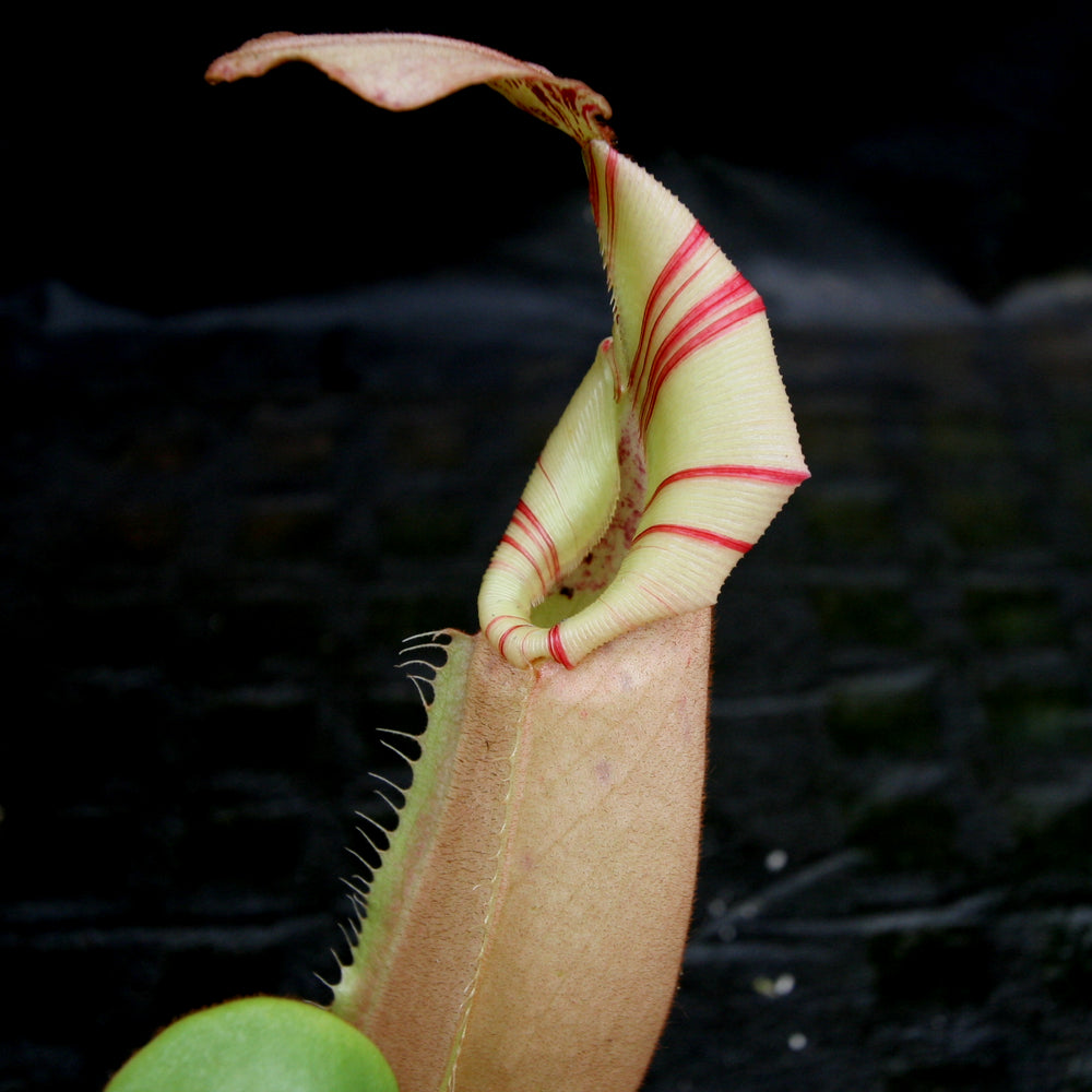 
                      
                        Nepenthes veitchii Maliau Basin
                      
                    