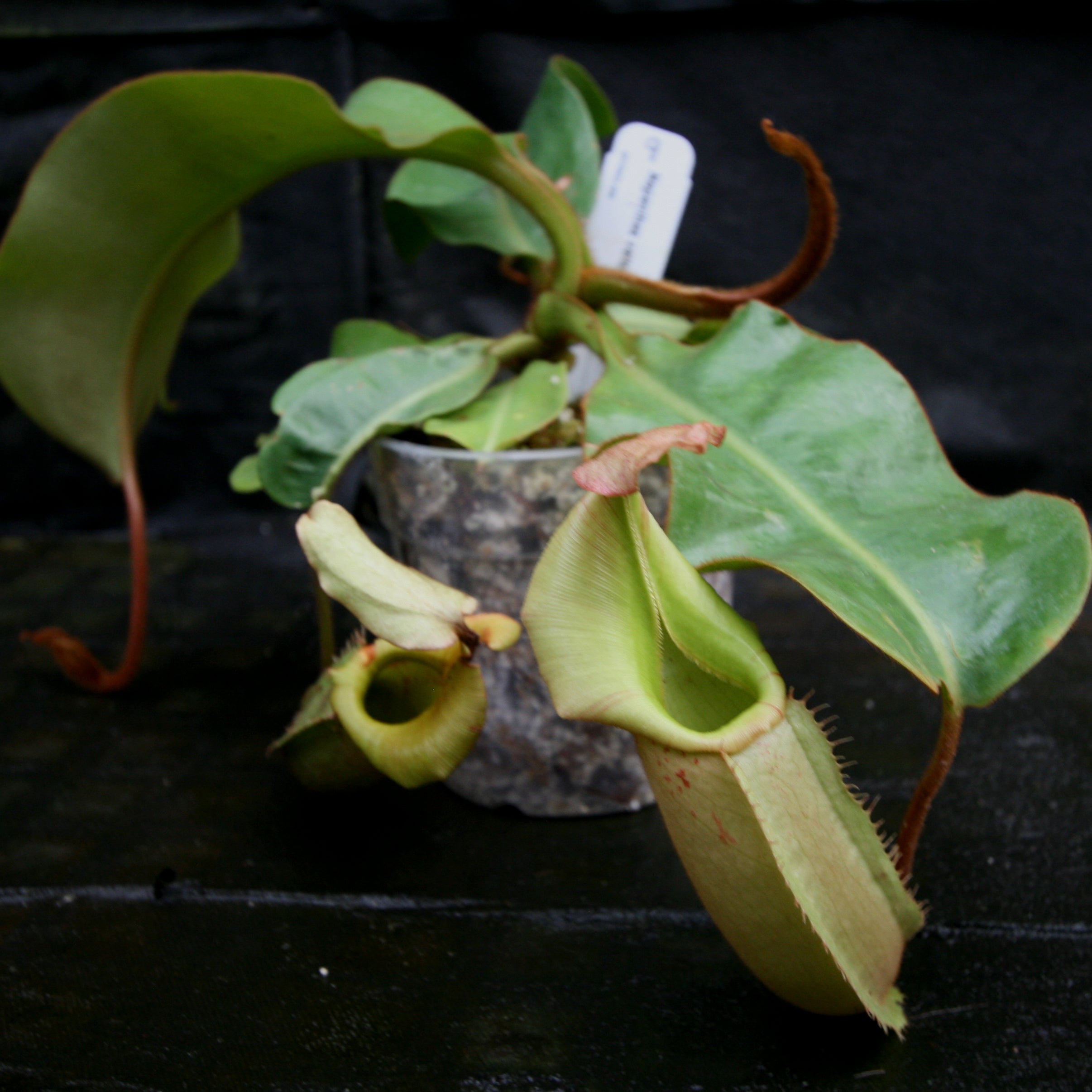 食虫植物N. veitchii (Maliau Basin) ネペンテス　ビーチ Nepenthes veitchii Maliau Basin – Carnivero