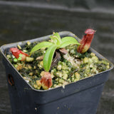 Nepenthes hamata (Tambusisi x Lumut), BE-4044, pitcher plant, carnivorous plant, collectors plant, large pitchers, rare plants 